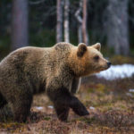 Trento, Moronese (M5s): Salviamo l'orso M49, non deve essere ammazzato